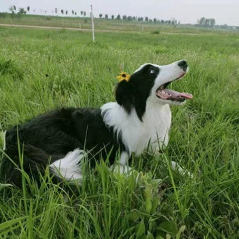 老年大型犬狗粮哪个牌子好？平价狗粮推荐