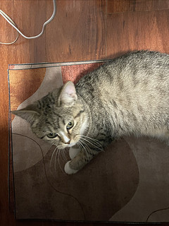 我的地垫被猫抢了！