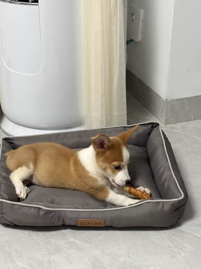 猫咪肉质零食