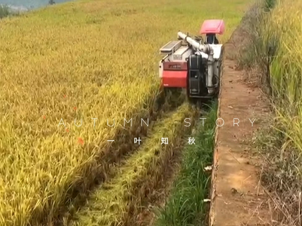 国庆节带你去看收割稻谷
