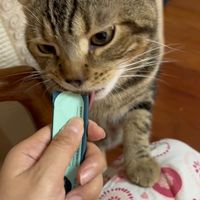 猫条条(^･ｪ･^)最喜欢吃猫条条了😍