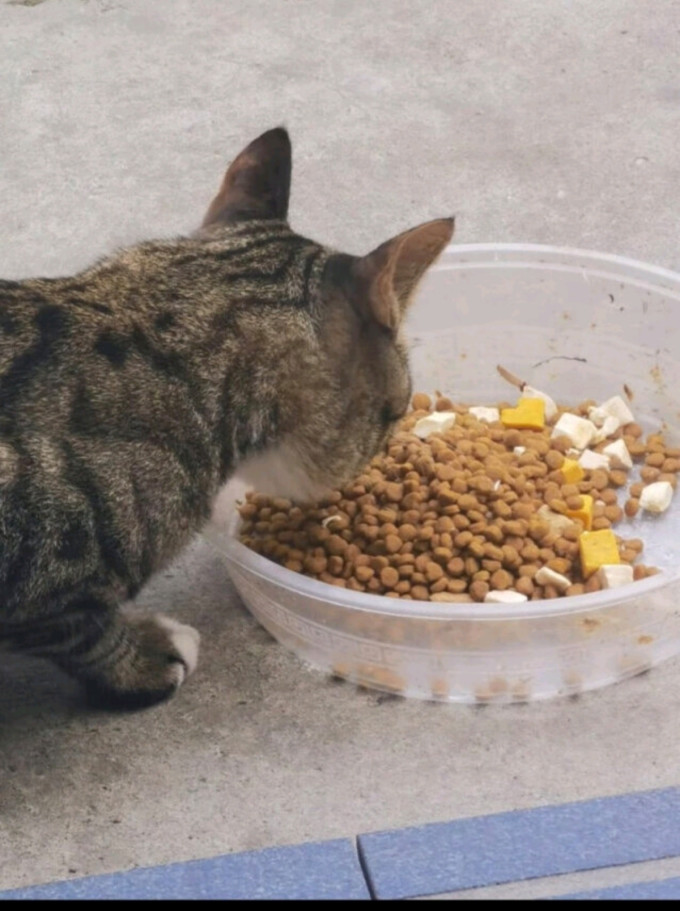 帕蓝姆猫粮