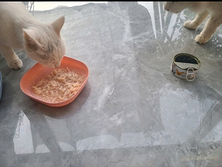 多可特（D-cat）猫罐头湿粮宠物零食幼猫成