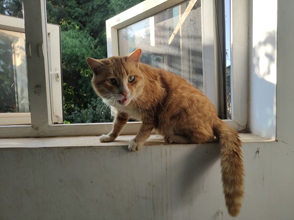 流浪猫和家猫，不一样就是不一样