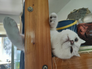 流浪猫和家猫，不一样就是不一样