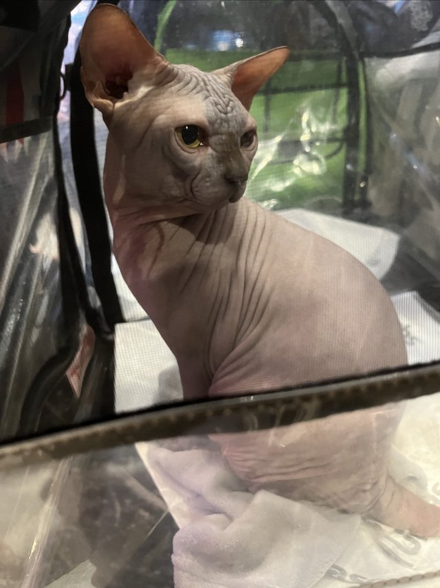 无毛猫有多少人喜欢呀？