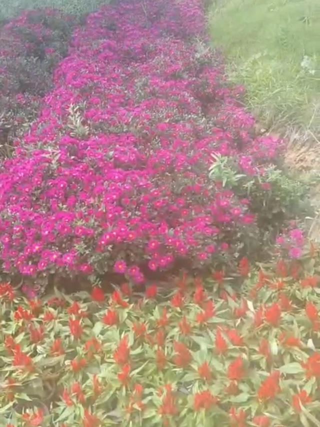 出发看花