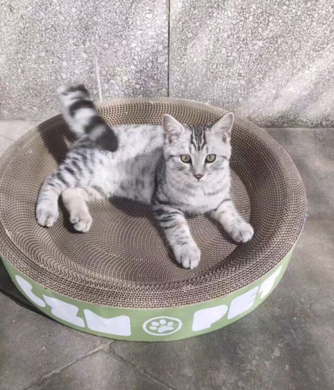 猫抓板