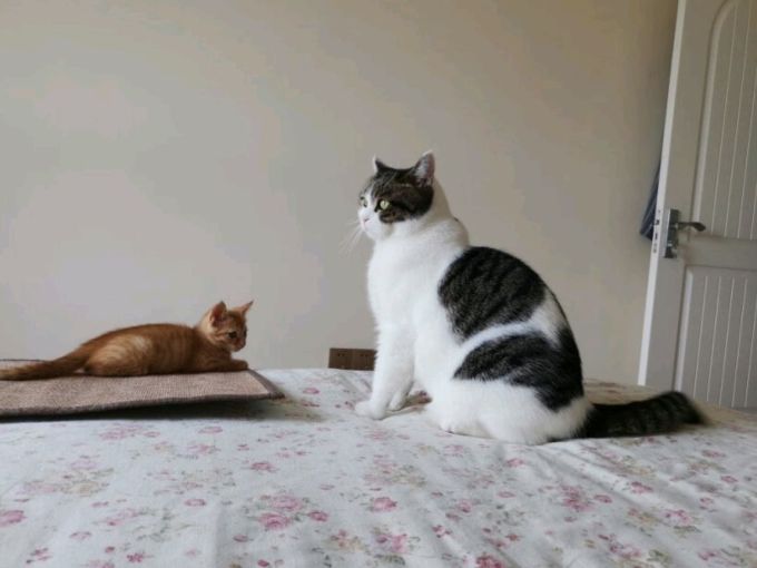 猫咪磨牙洁齿