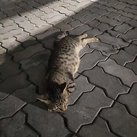 宠物专栏 篇六：这趴在路中间睡觉的猫，是在等我抱回家吗？