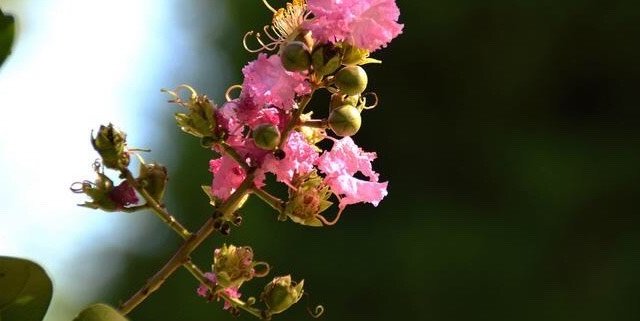 紫薇花的种植方法和注意事项