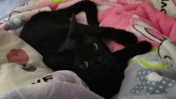 国庆宅家就是和猫咪一起赖床~