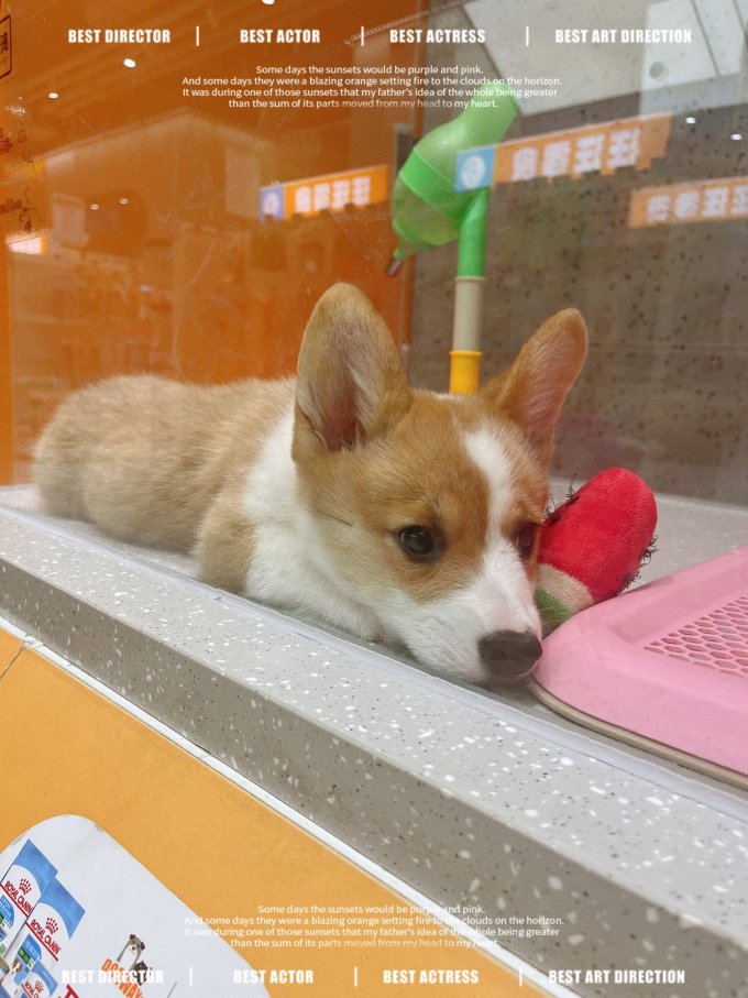狗狗