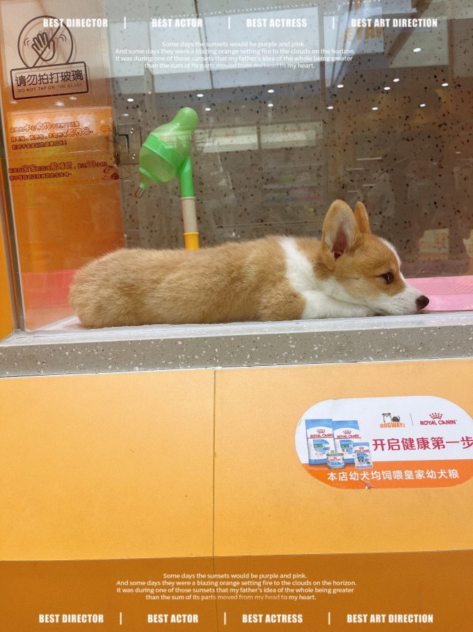狗狗