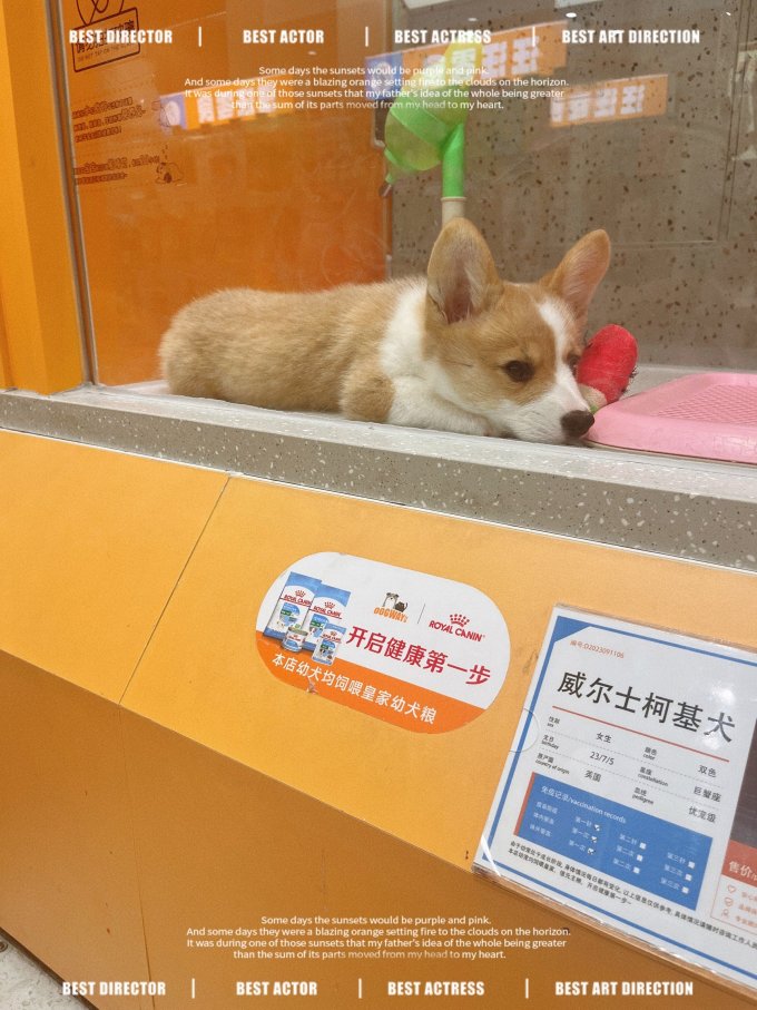 狗狗