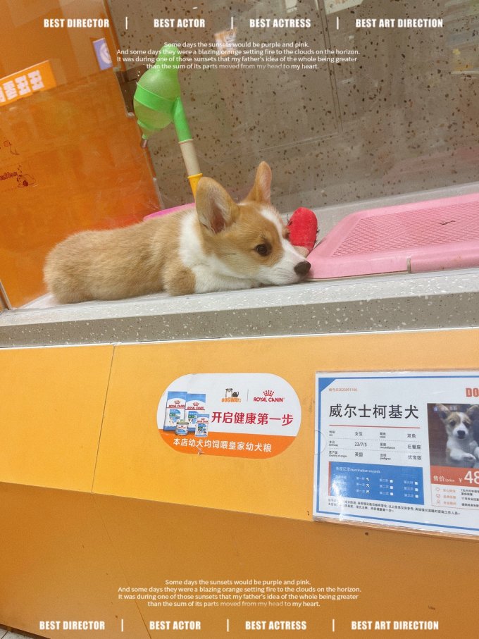 狗狗