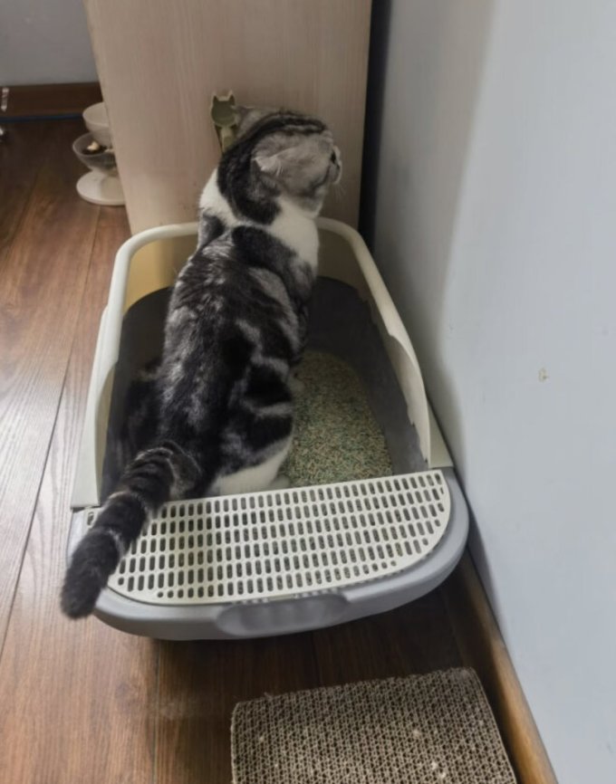 汪野君猫砂盆