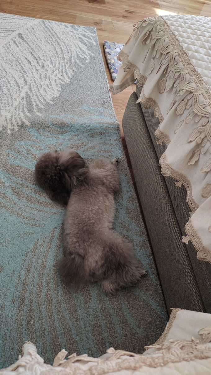 狗狗
