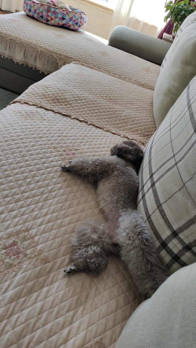 狗狗