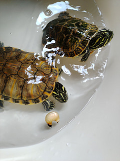 十五龟龟的节日美食——竹虫