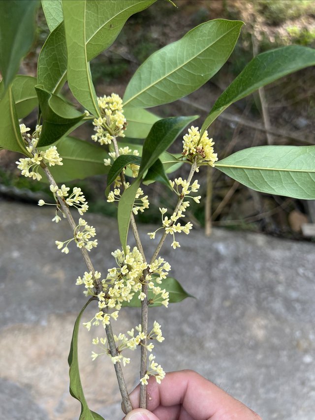 丹桂飘香