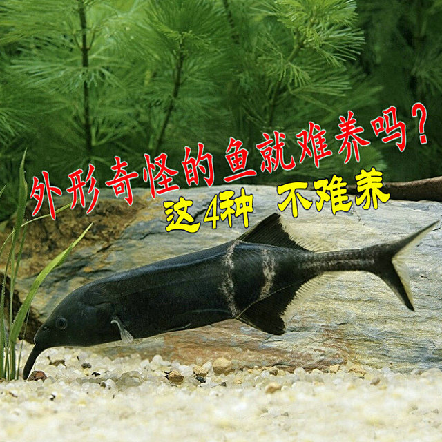 外形奇怪的鱼就难养吗？这4种不难养，看看有没有你中意的？