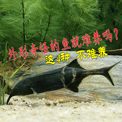 外形奇怪的鱼就难养吗？这4种不难养，看看有没有你中意的？