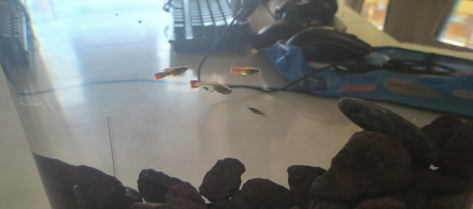 鱼缸