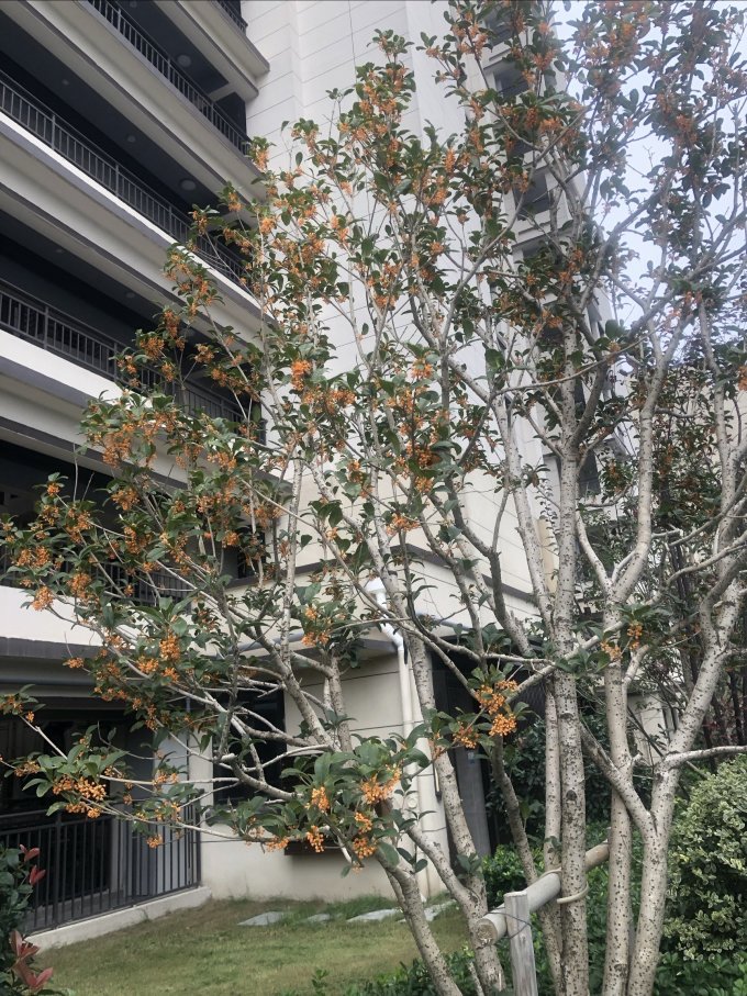 盆栽