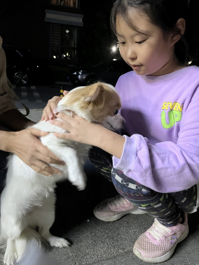 狗狗胸背/牵引