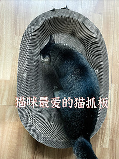 猫抓板绝对是小猫咪的最爱