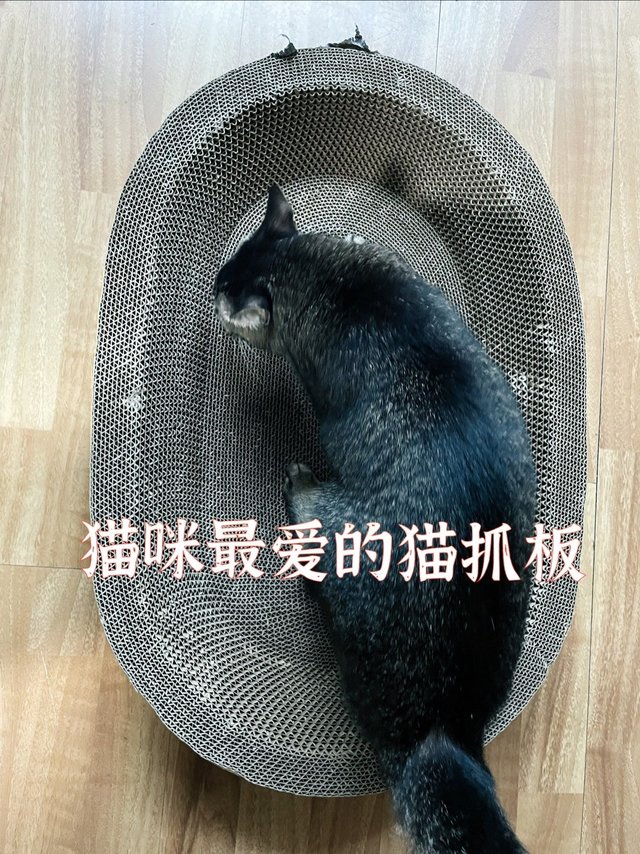 猫抓板绝对是小猫咪的最爱