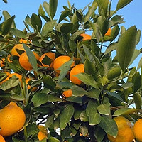 橘子营养大全:1 个橘子=5 个苹果，明星营养师强烈推荐!