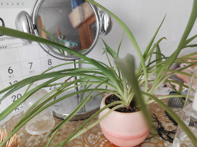 鲜花绿植