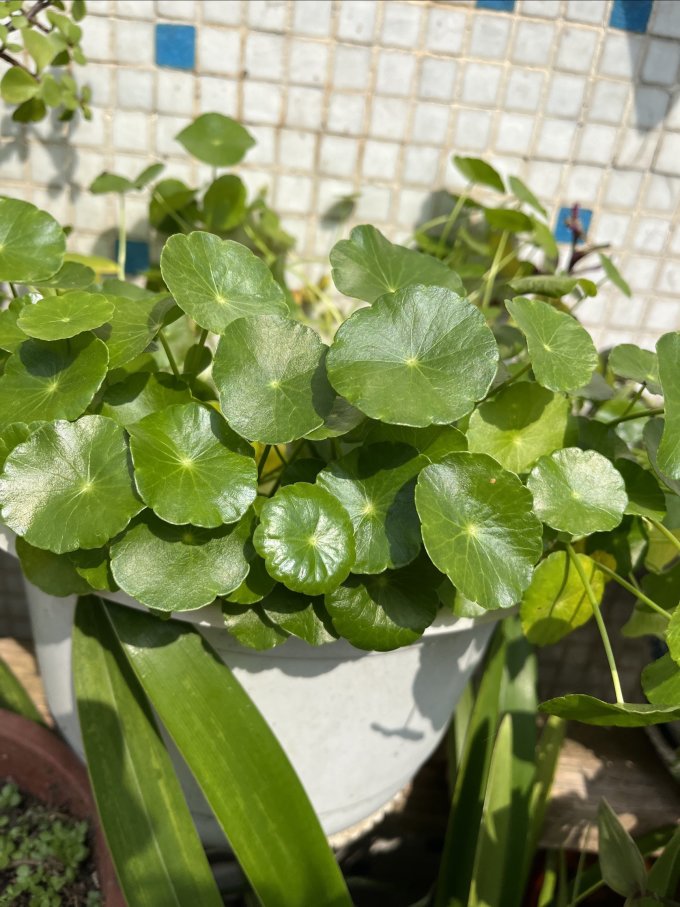 鲜花绿植