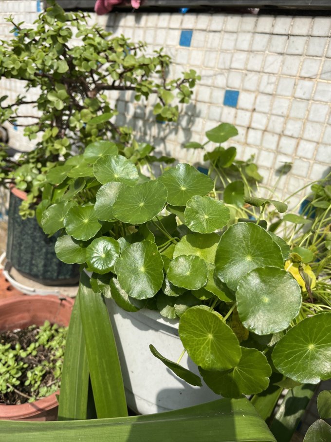 鲜花绿植
