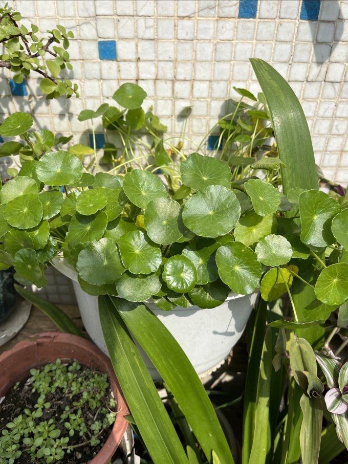 鲜花绿植
