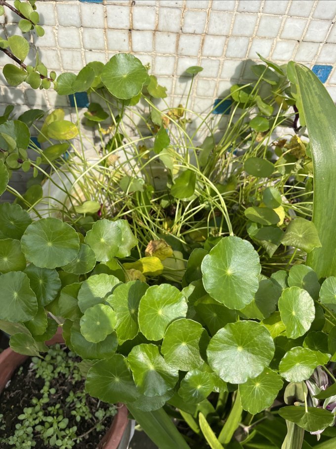 鲜花绿植