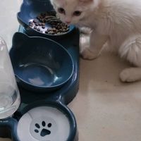 国庆宅家养猫猫