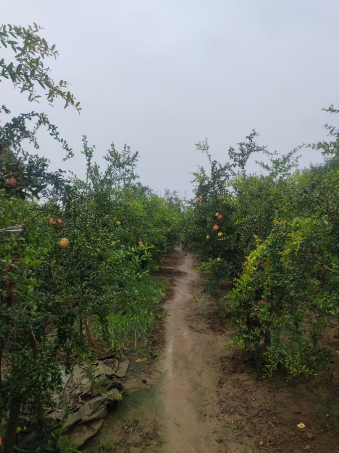 绿念新鲜水果