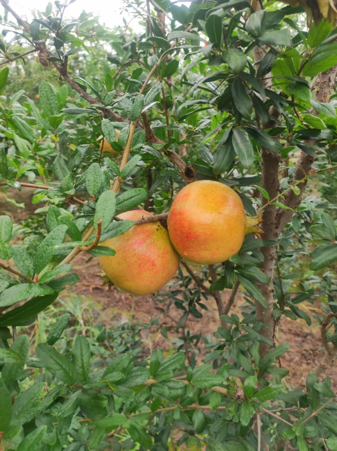 绿念新鲜水果