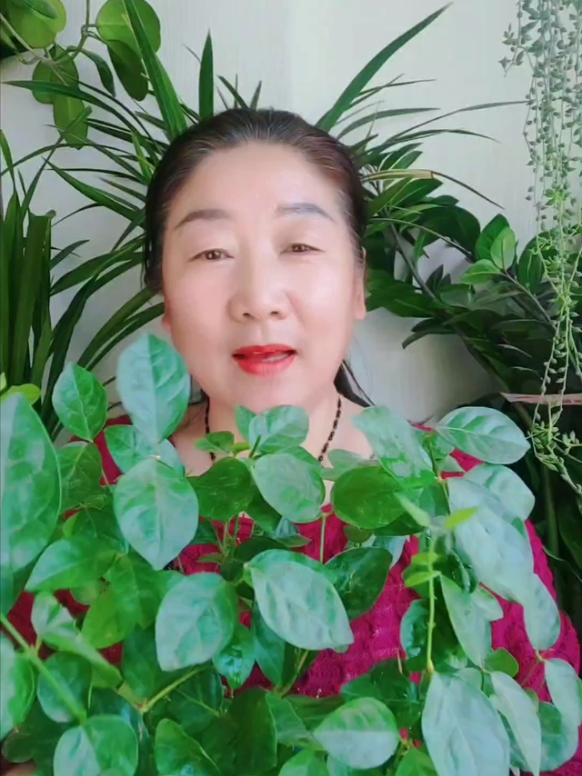 茉莉花养不好是你忽略了它的生长习性