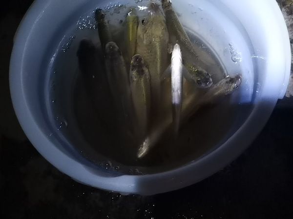 这个中秋节竟钓这种小鱼了！一个小水桶足够了。