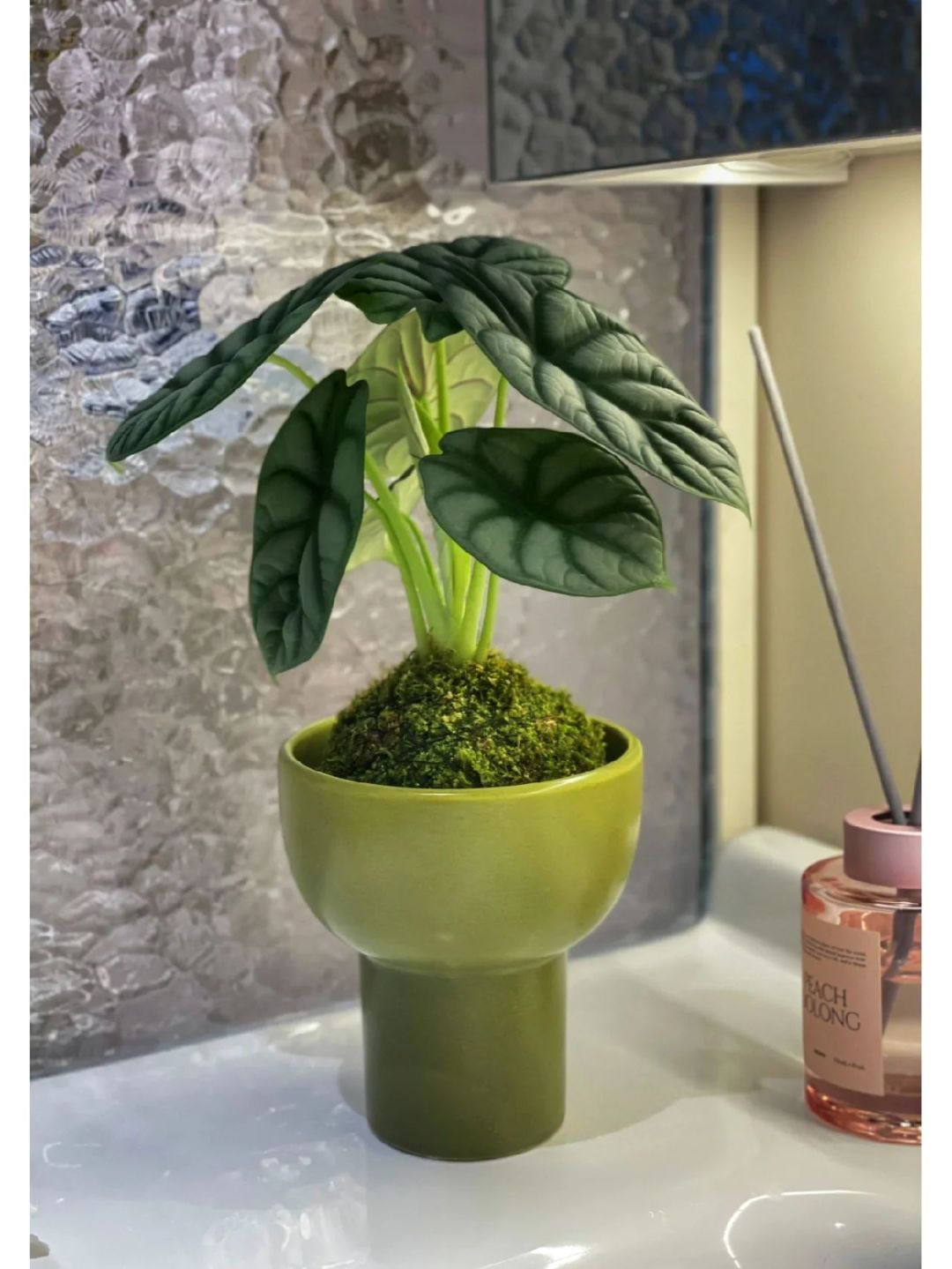 室内客厅桌面绿植之选:白犀牛盆栽海芋龙鳞植物