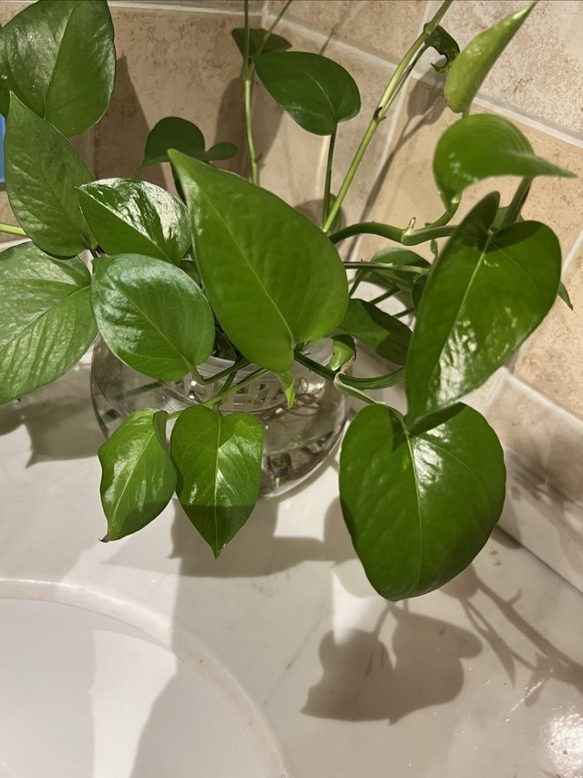 一种很好养很多人养很有用的绿植！