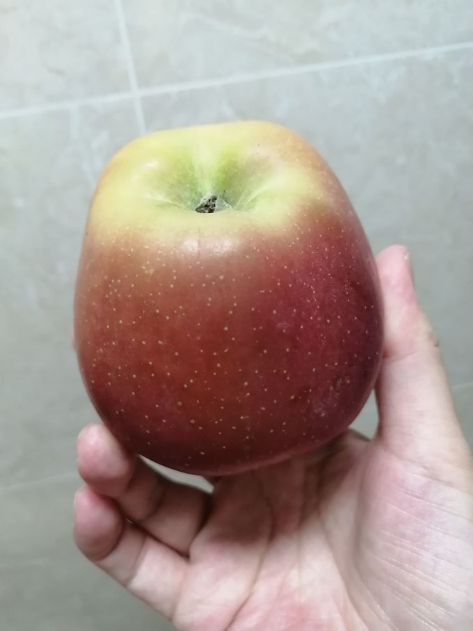 昭通苹果苹果