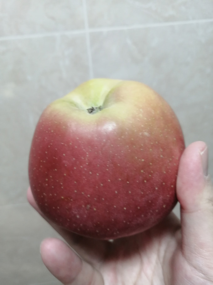 昭通苹果苹果