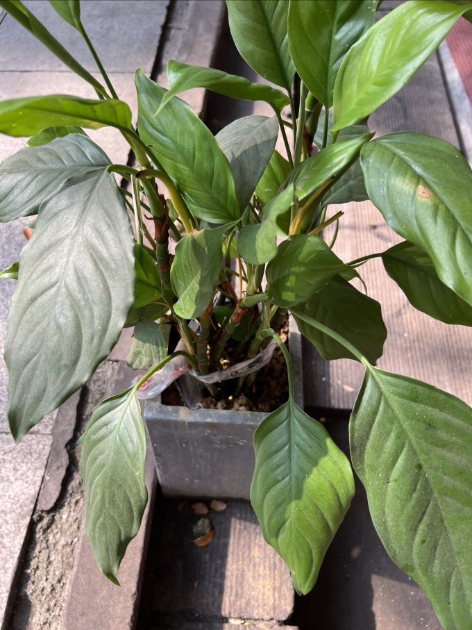 鲜花绿植