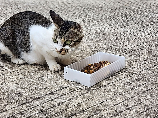 感谢一分购让楼下猫猫吃上猫粮