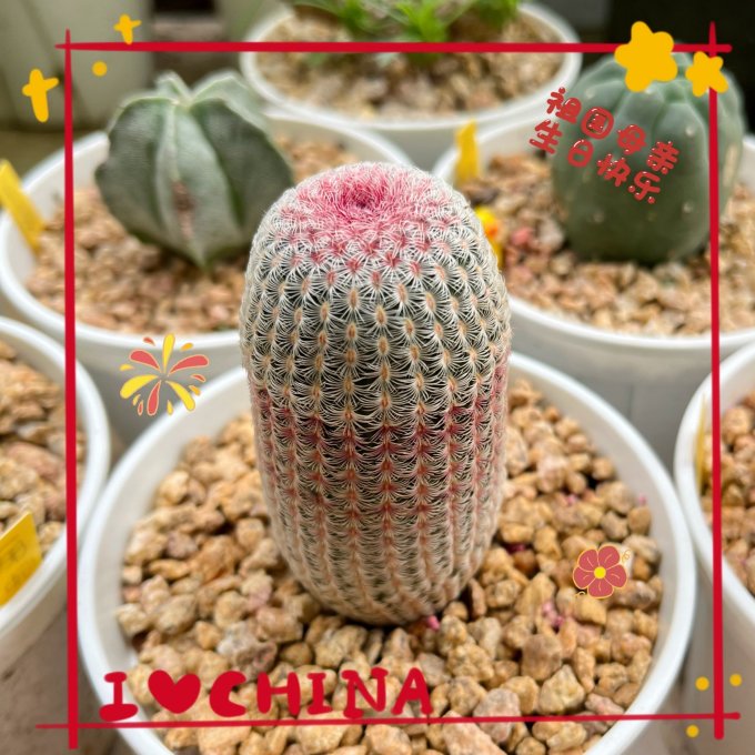 鲜花绿植